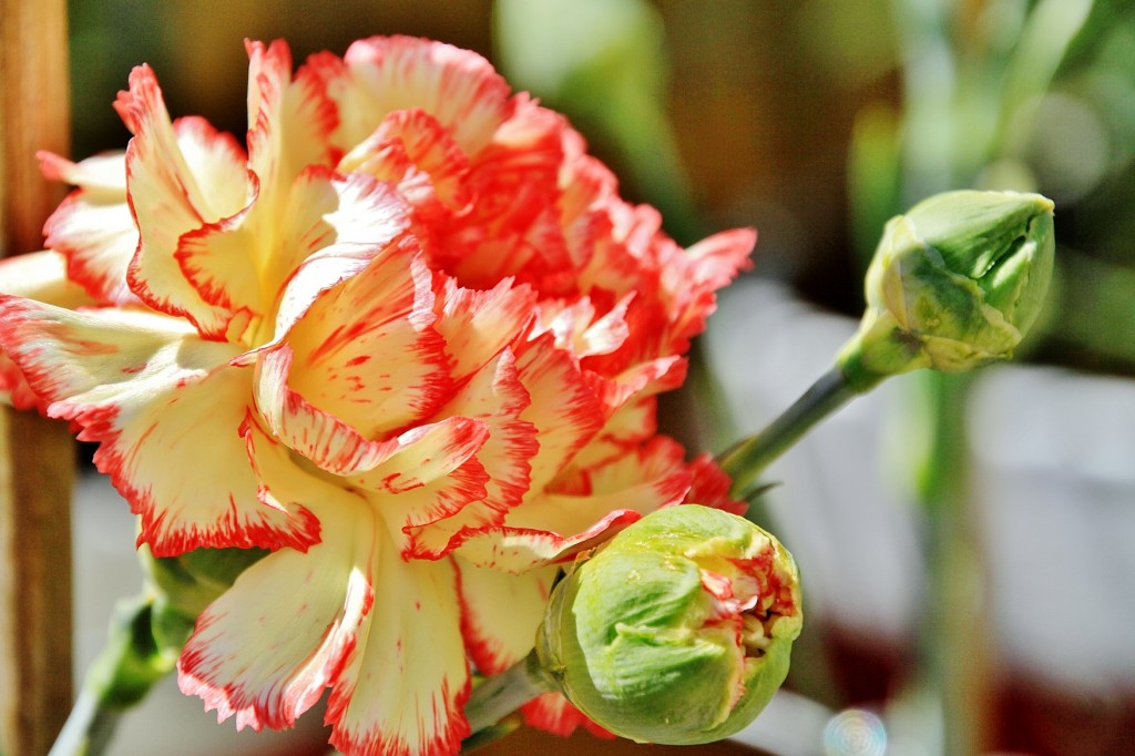 Foto: Exposición de claveles - Sitges (Barcelona), España