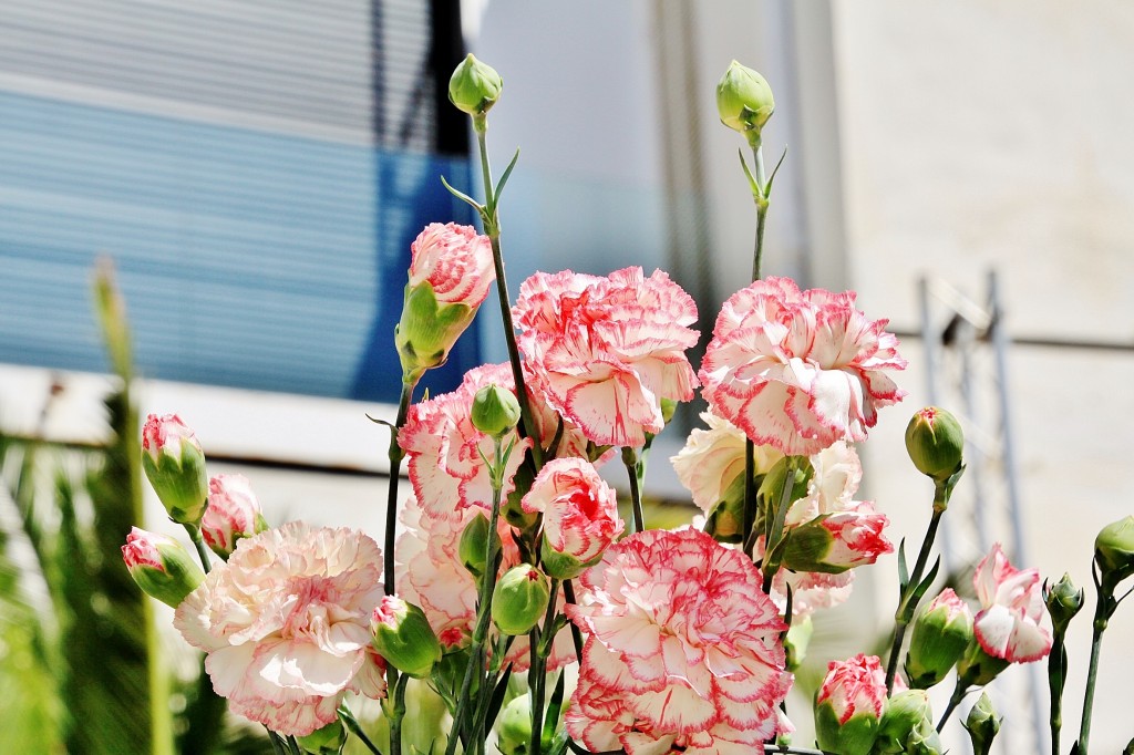 Foto: Exposición de claveles - Sitges (Barcelona), España
