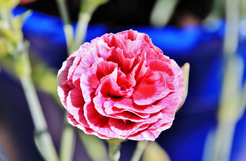 Foto: Exposición de claveles - Sitges (Barcelona), España