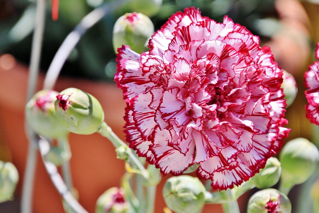 Foto: Exposición de claveles - Sitges (Barcelona), España