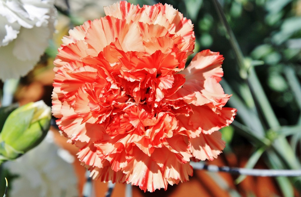 Foto: Exposición de claveles - Sitges (Barcelona), España