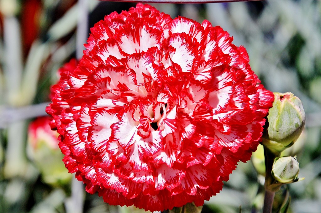 Foto: Exposición de claveles - Sitges (Barcelona), España