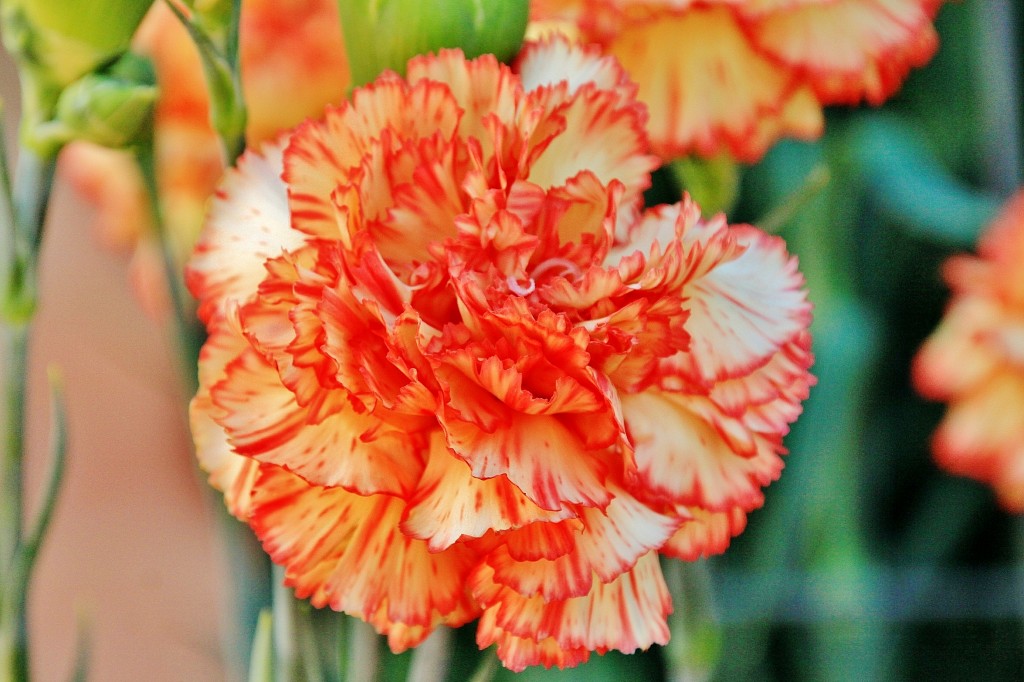 Foto: Exposición de claveles - Sitges (Barcelona), España