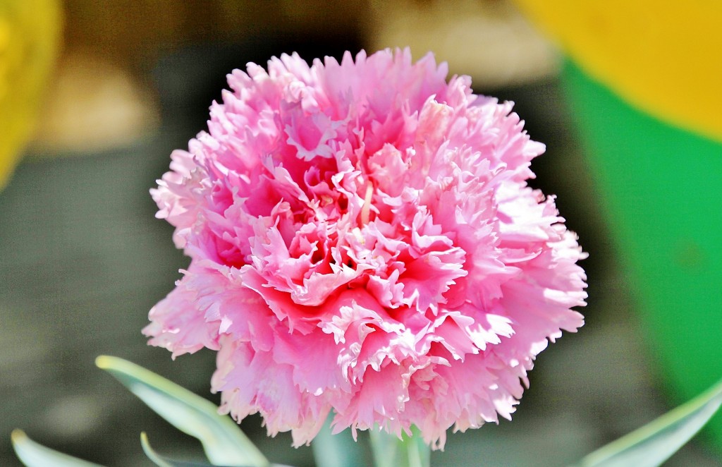 Foto: Exposición de claveles - Sitges (Barcelona), España