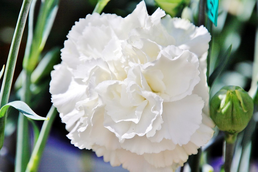 Foto: Exposición de claveles - Sitges (Barcelona), España