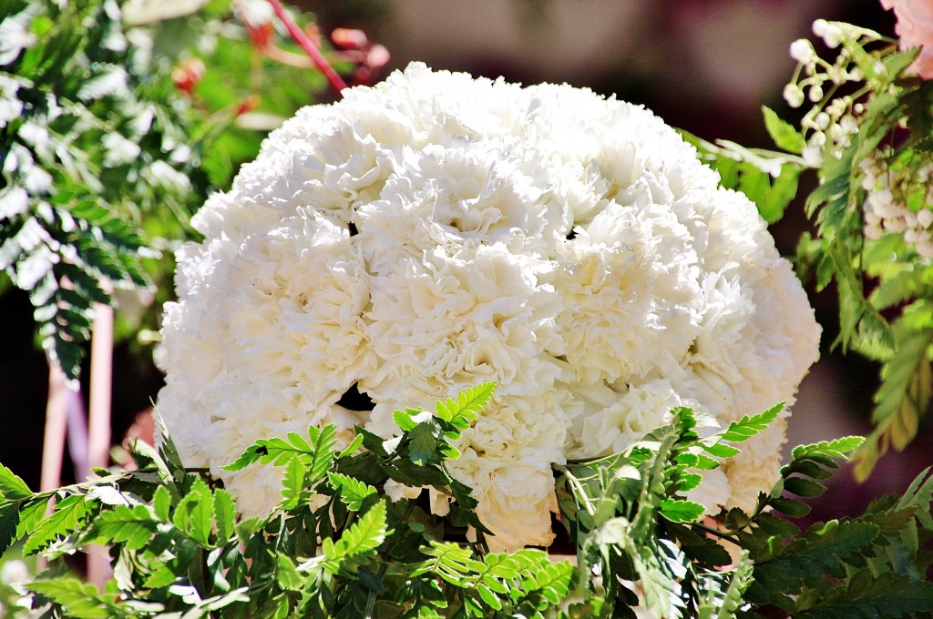 Foto: Exposición de claveles - Sitges (Barcelona), España