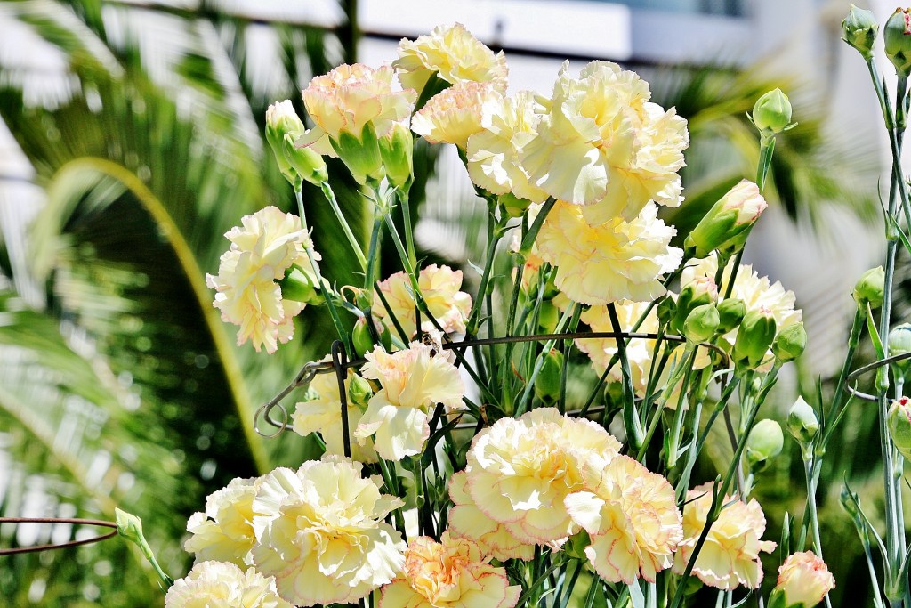 Foto: Exposición de claveles - Sitges (Barcelona), España
