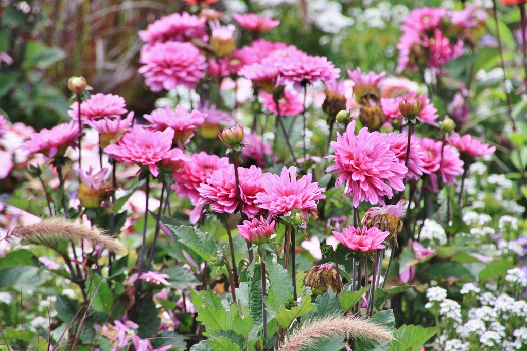 Foto: Blumenhof - Koblenz ( Coblenza ) (Rhineland-Palatinate), Alemania