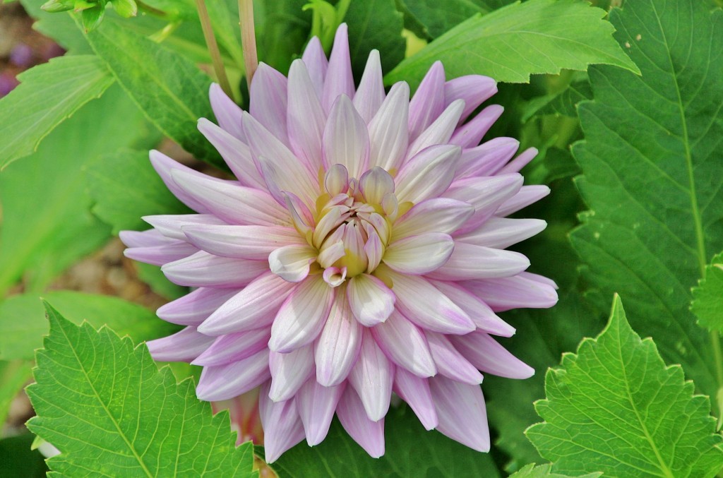 Foto: Blumenhof - Koblenz ( Coblenza ) (Rhineland-Palatinate), Alemania