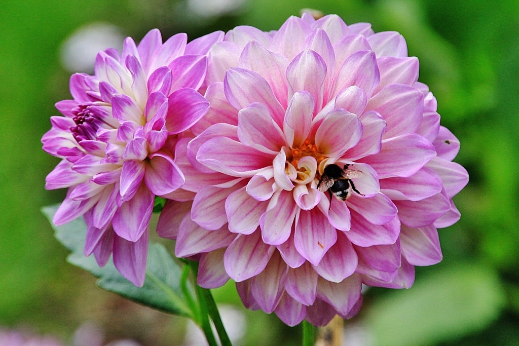 Foto: Blumenhof - Koblenz ( Coblenza ) (Rhineland-Palatinate), Alemania