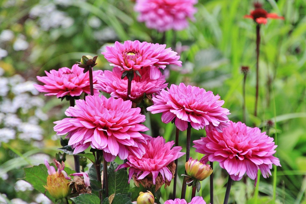 Foto: Blumenhof - Koblenz ( Coblenza ) (Rhineland-Palatinate), Alemania