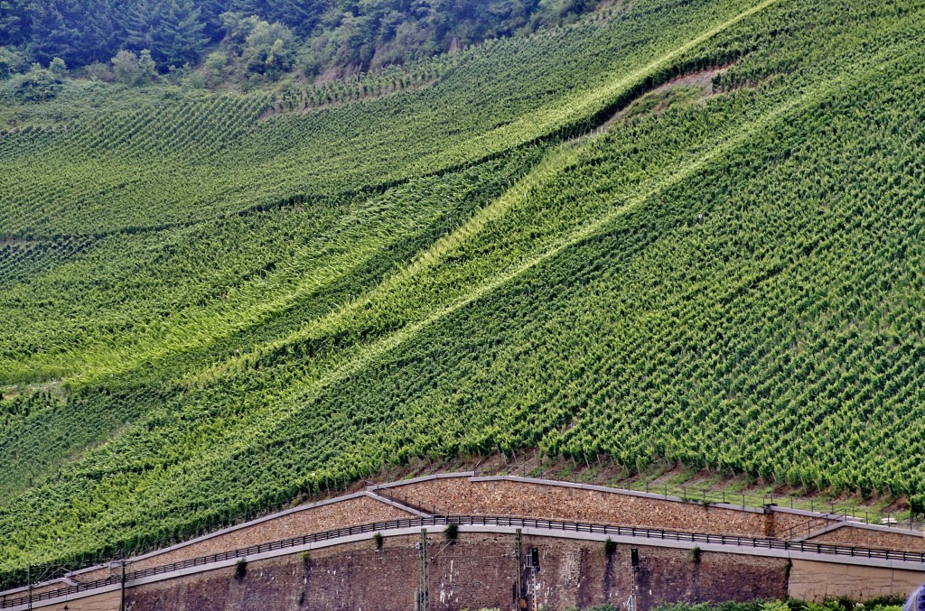 Foto: Viñedos - Boppard (Rhineland-Palatinate), Alemania