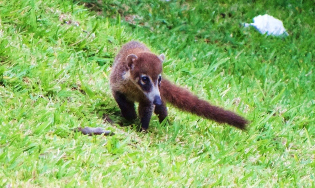 Foto: Hotel BlueBay Grand Esmeralda - Playa del Carmen (Quintana Roo), México