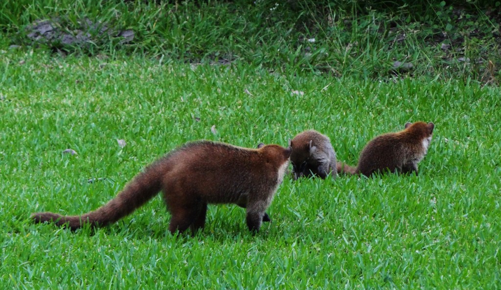 Foto: Hotel BlueBay Grand Esmeralda - Playa del Carmen (Quintana Roo), México