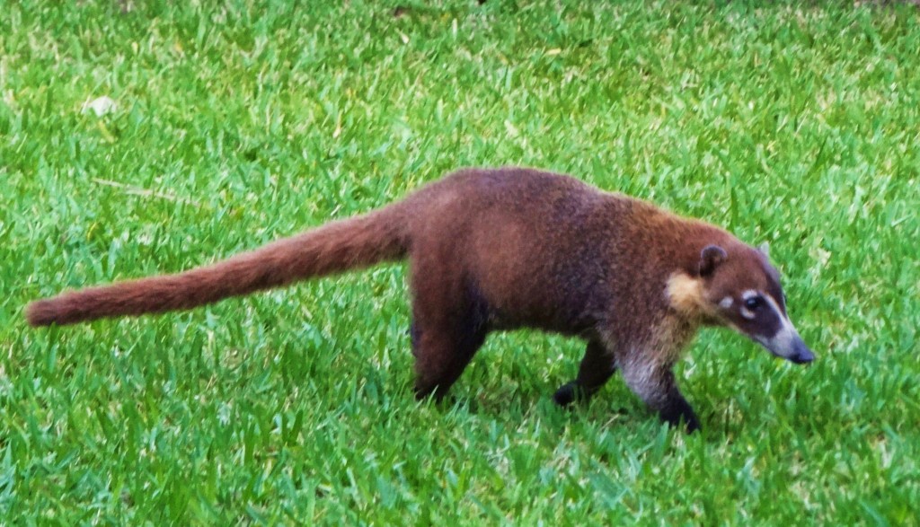 Foto: Hotel BlueBay Grand Esmeralda - Playa del Carmen (Quintana Roo), México