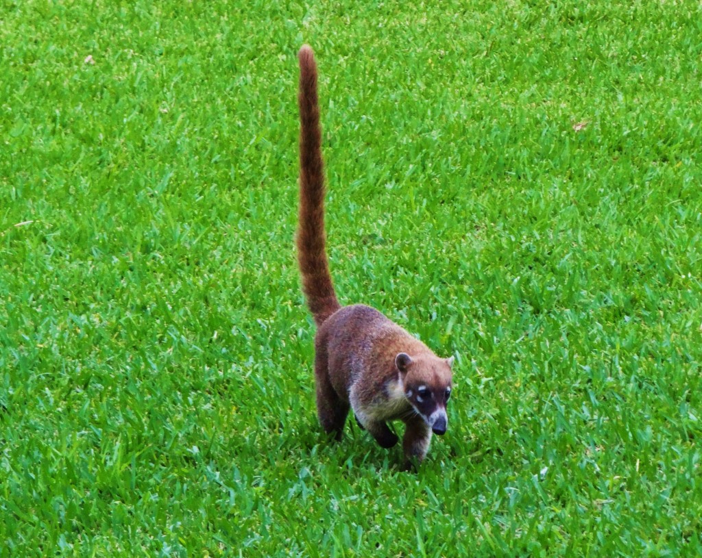 Foto: Hotel BlueBay Grand Esmeralda - Playa del Carmen (Quintana Roo), México