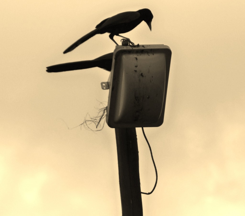 Foto: Hotel BlueBay Grand Esmeralda - Playa del Carmen (Quintana Roo), México