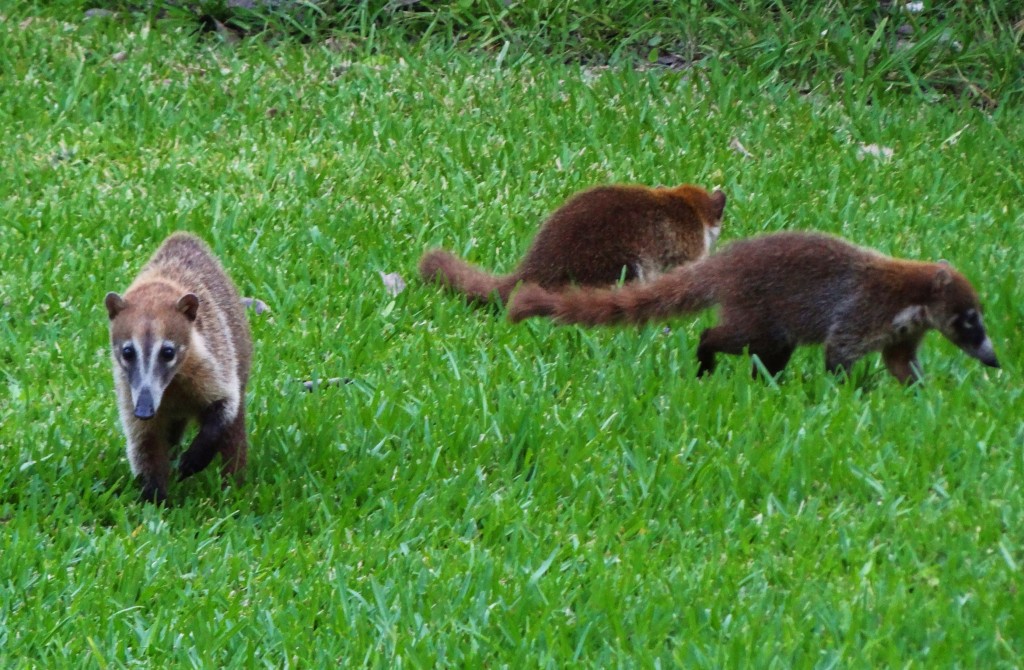 Foto: Hotel BlueBay Grand Esmeralda - Playa del Carmen (Quintana Roo), México