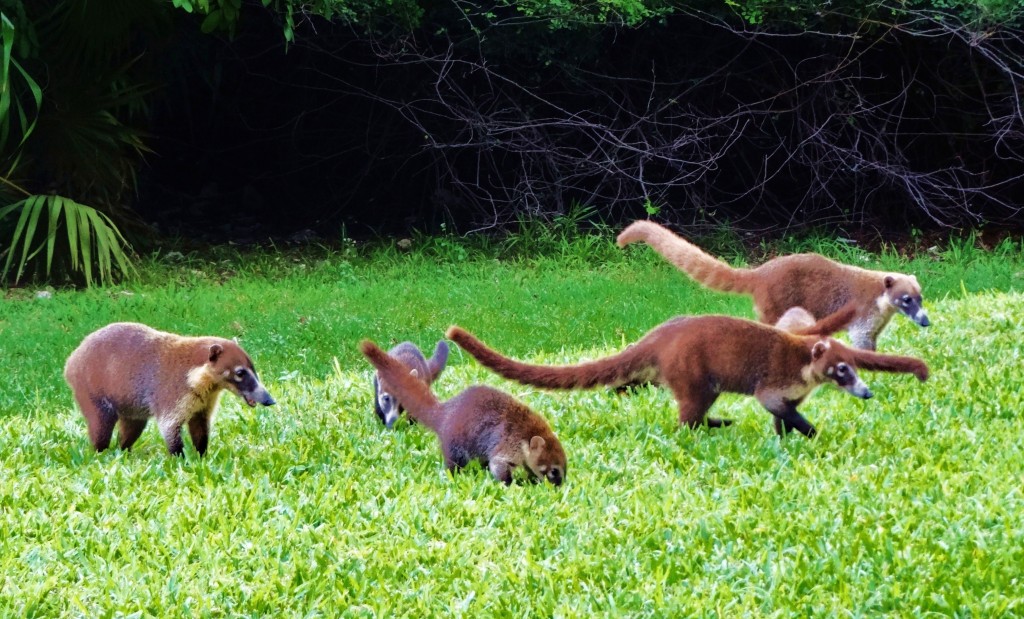 Foto: Hotel BlueBay Grand Esmeralda - Playa del Carmen (Quintana Roo), México