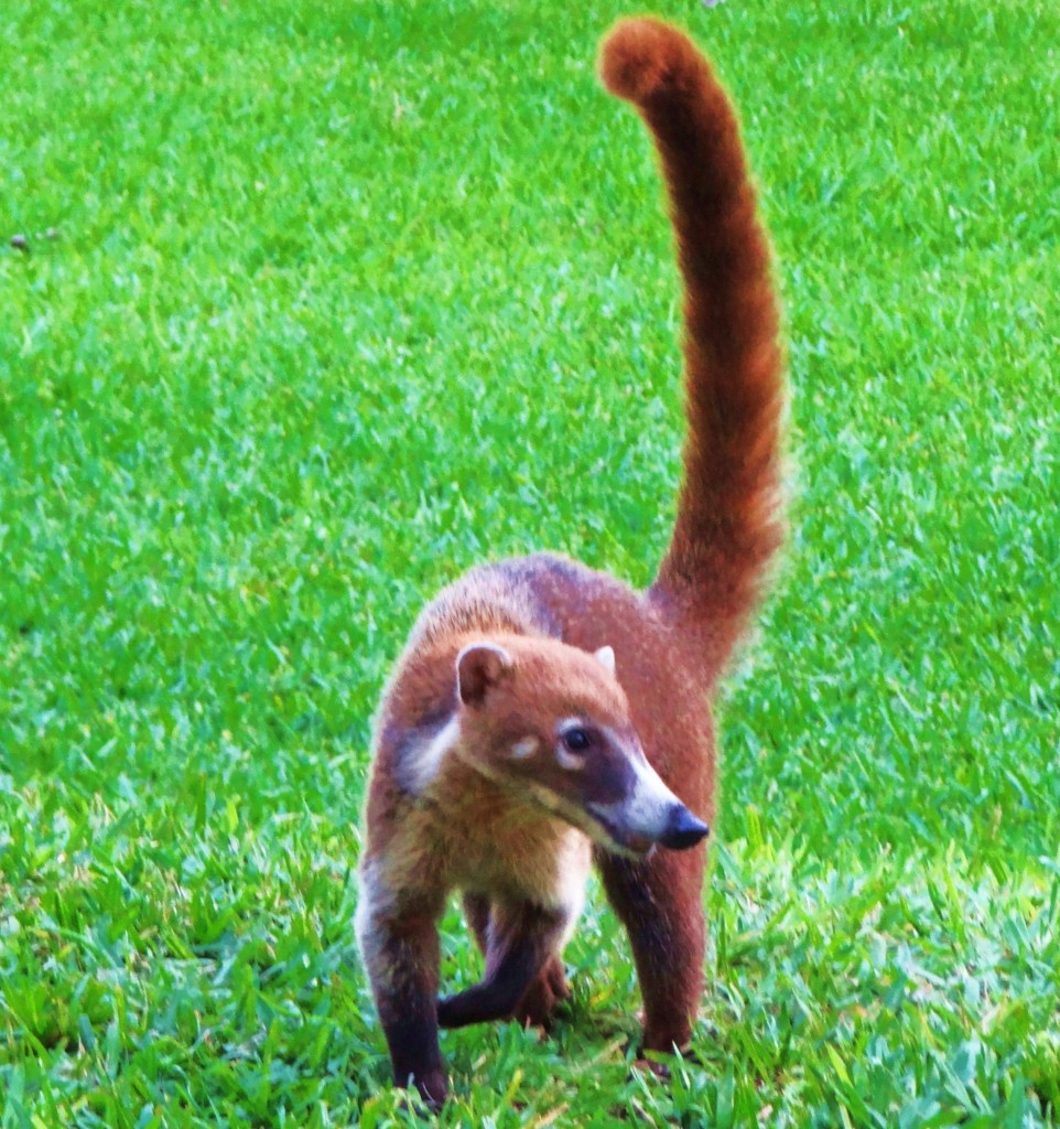 Foto: Hotel BlueBay Grand Esmeralda - Playa del Carmen (Quintana Roo), México