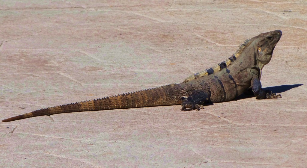 Foto: Hotel BlueBay Grand Esmeralda - Playa del Carmen (Quintana Roo), México