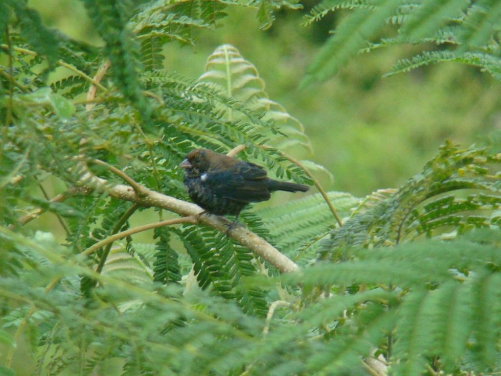 Foto: Volantinia Jacarina - Quebradanegra (Cundinamarca), Colombia