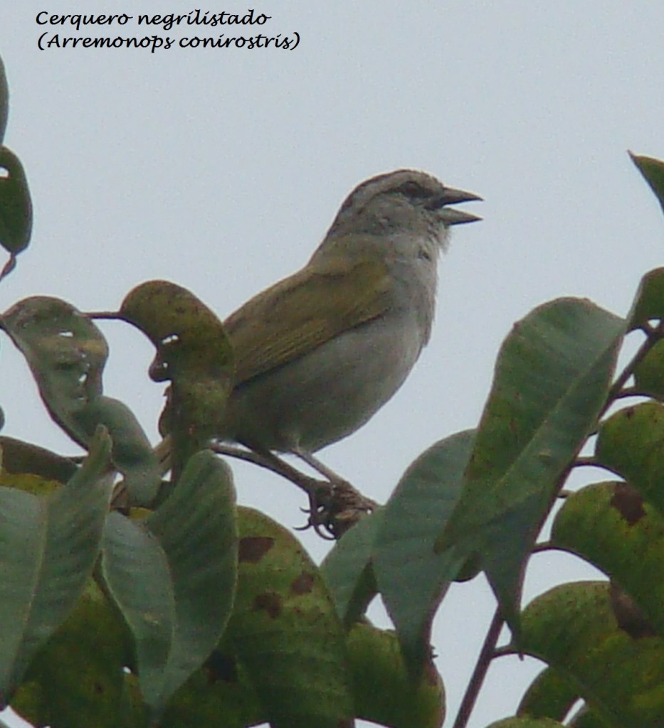 Foto: Cerquero negrilistado - Quebradanegra (Cundinamarca), Colombia
