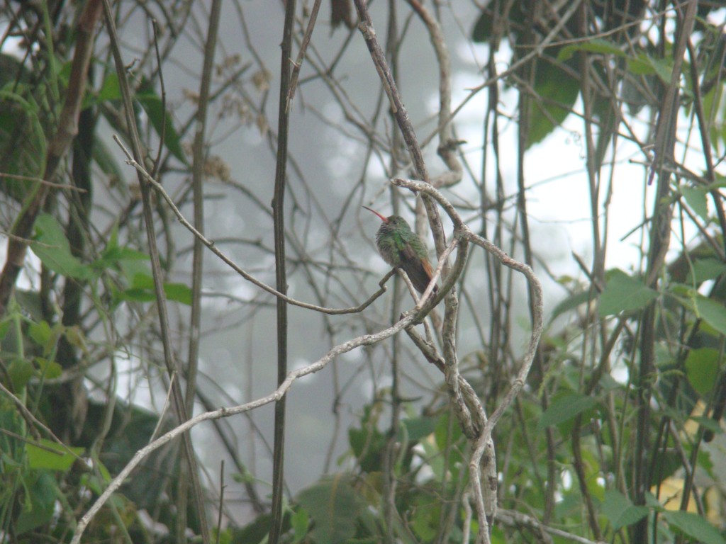 Foto: Amazilia Tzacatl - Quebradanegra (Cundinamarca), Colombia