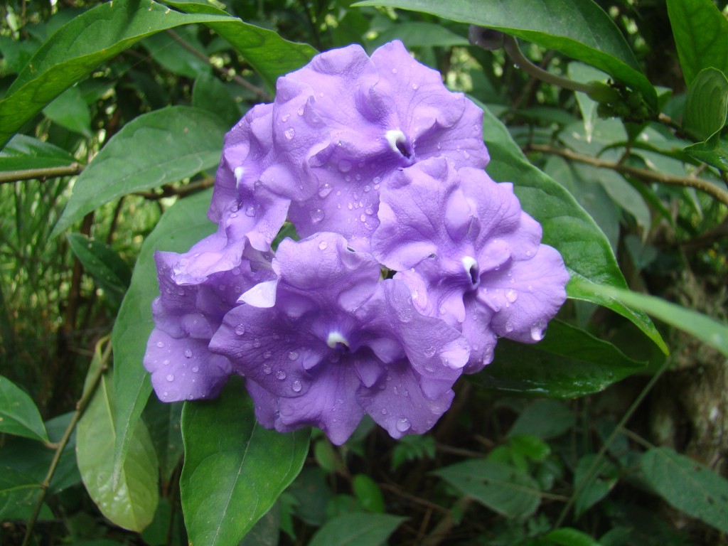 Foto: Amanecer 2 - Quebradanegra (Cundinamarca), Colombia