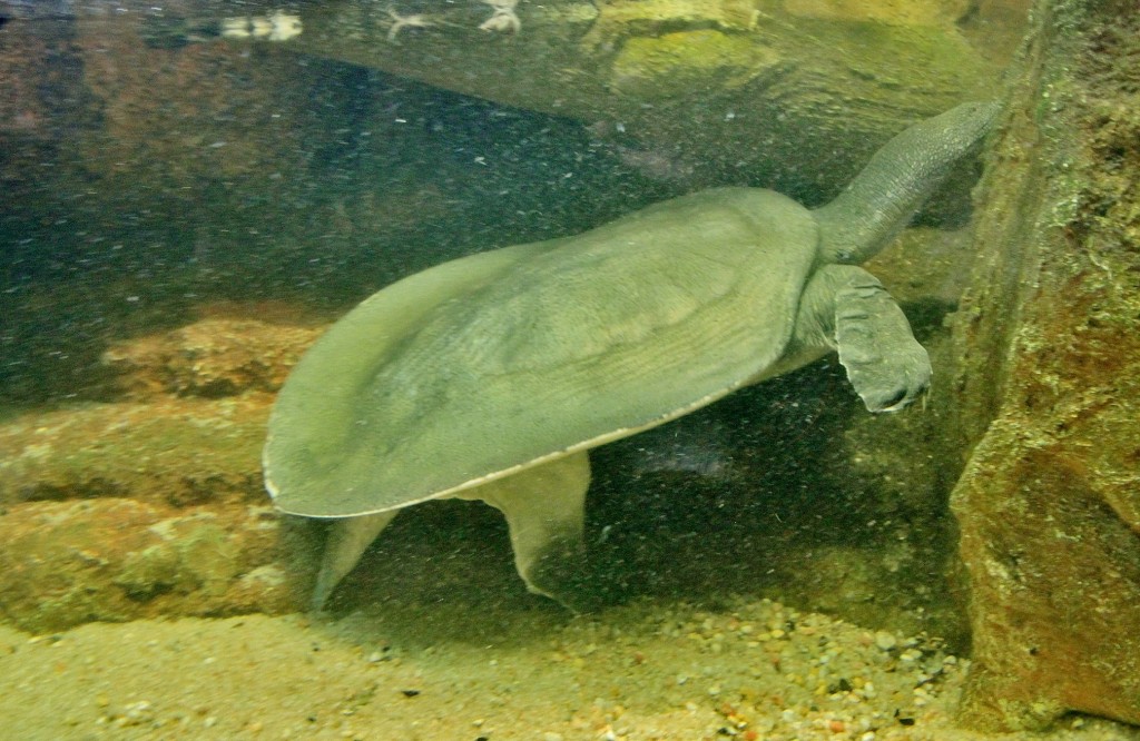 Foto: Acuario - Zaragoza (Aragón), España