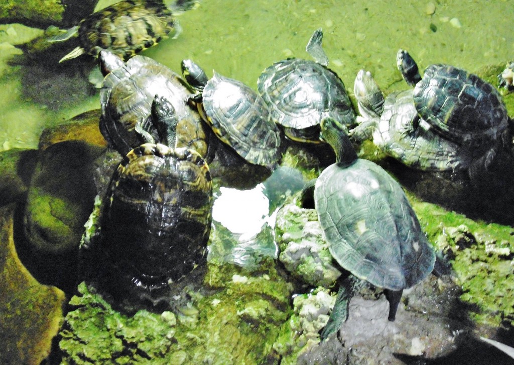 Foto: Acuario - Zaragoza (Aragón), España