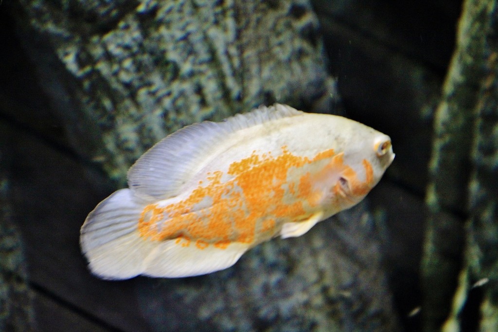 Foto: Acuario - Zaragoza (Aragón), España