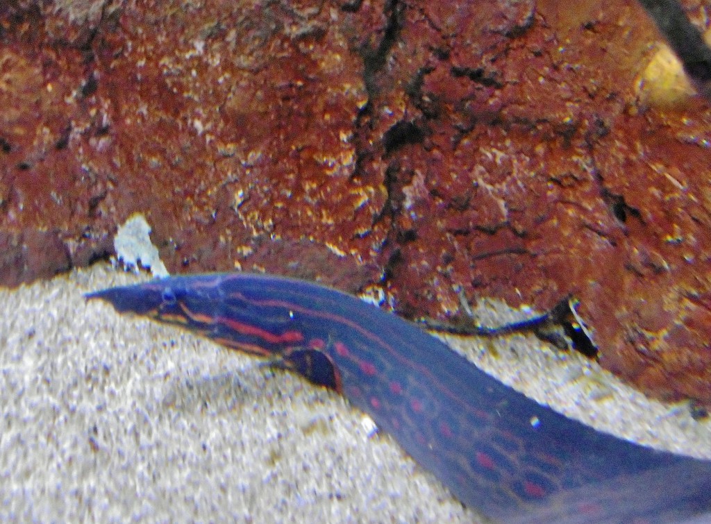 Foto: Acuario - Zaragoza (Aragón), España