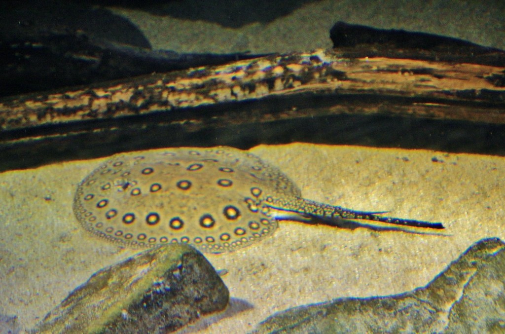 Foto: Acuario - Zaragoza (Aragón), España