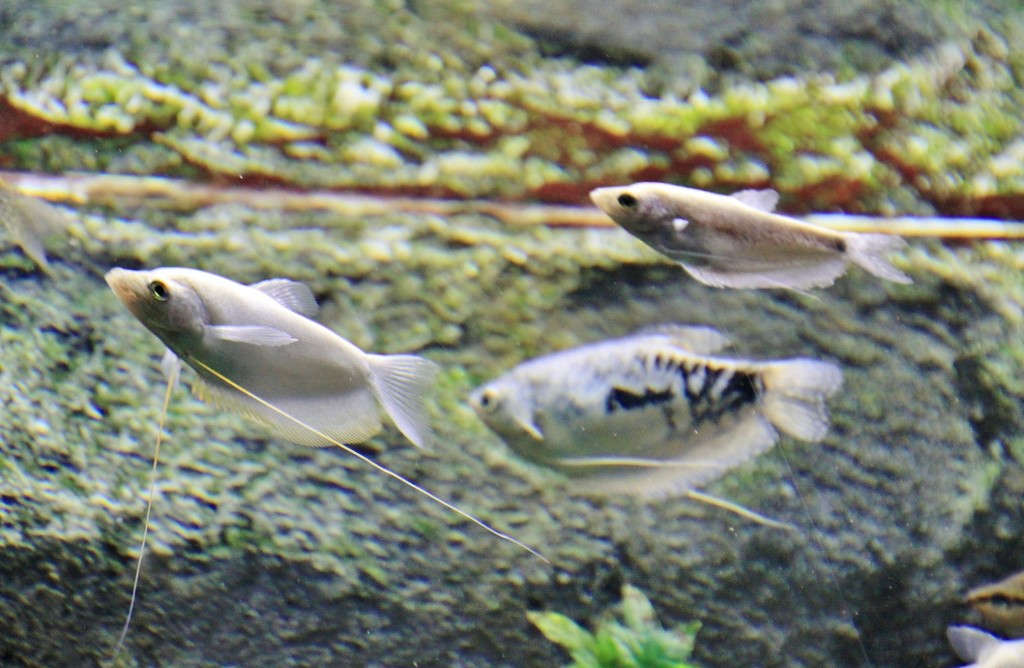 Foto: Acuario - Zaragoza (Aragón), España