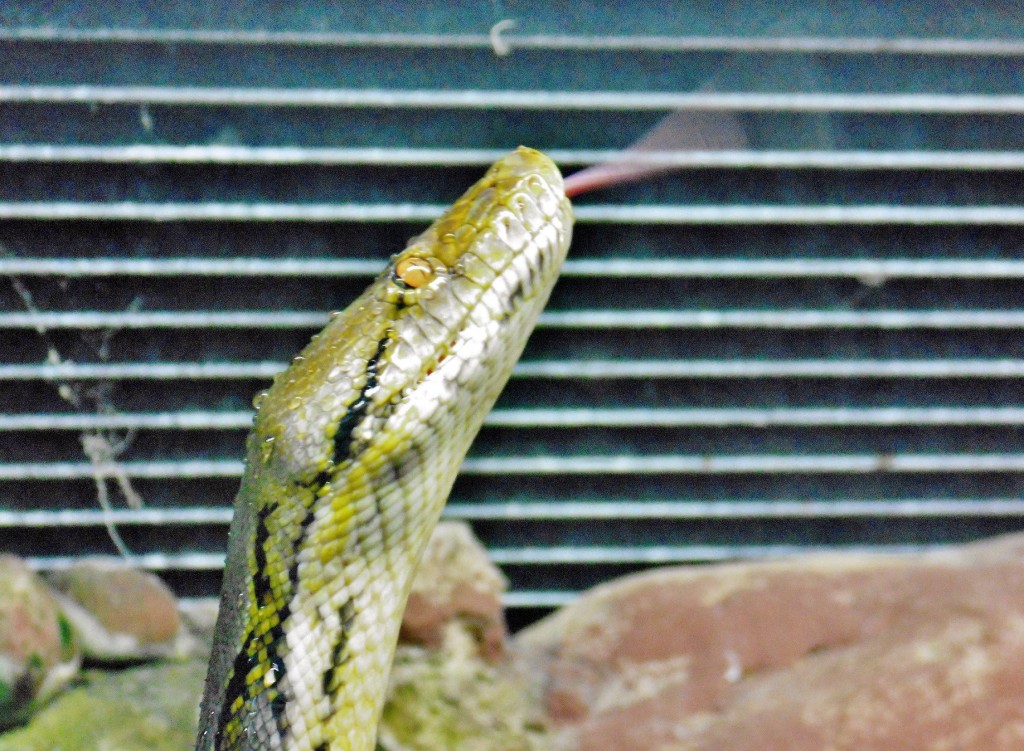 Foto: Acuario - Zaragoza (Aragón), España