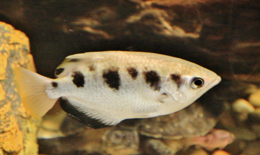 Foto: Acuario - Zaragoza (Aragón), España