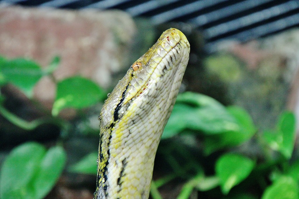 Foto: Acuario - Zaragoza (Aragón), España