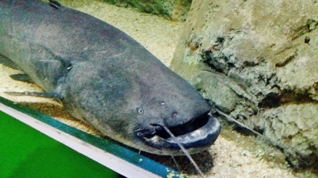 Foto: Acuario - Zaragoza (Aragón), España