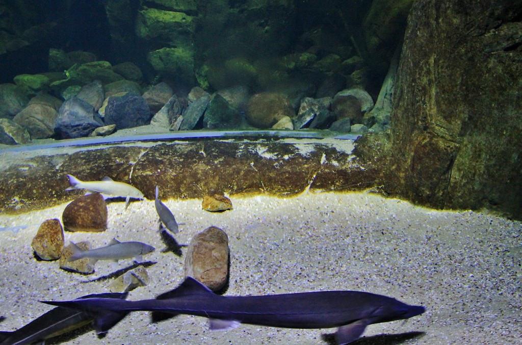 Foto: Acuario - Zaragoza (Aragón), España