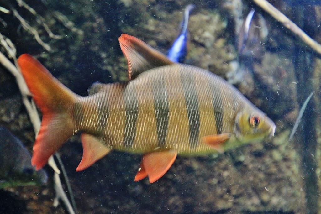 Foto: Acuario - Zaragoza (Aragón), España