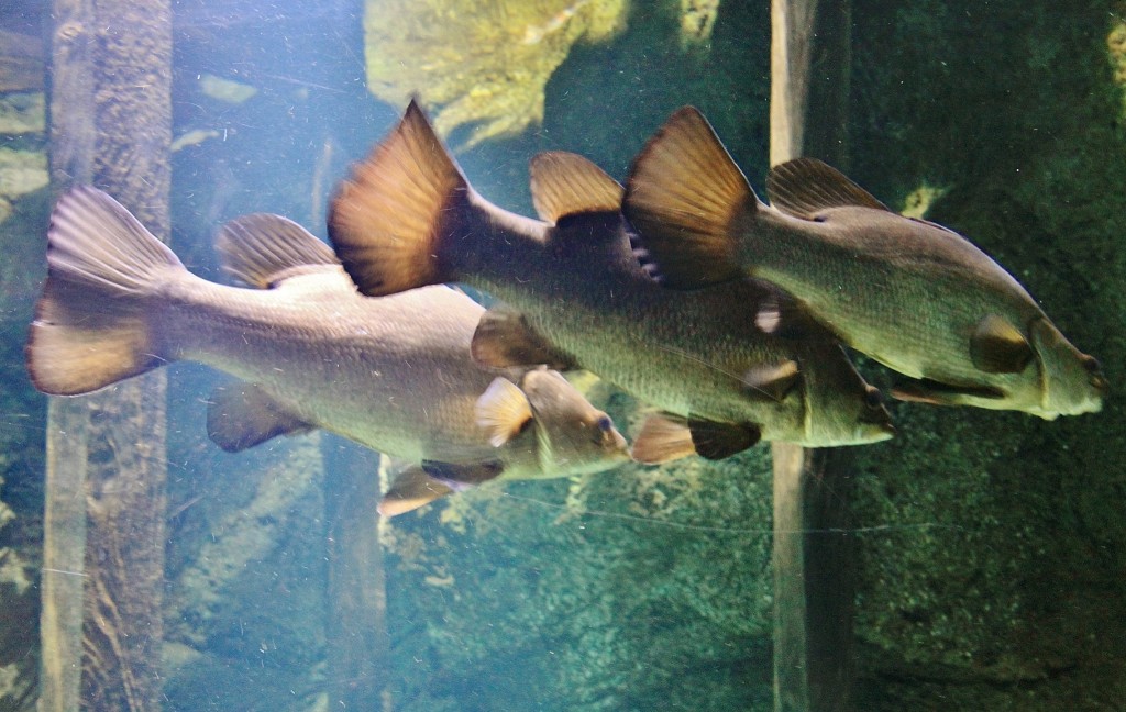 Foto: Acuario - Zaragoza (Aragón), España