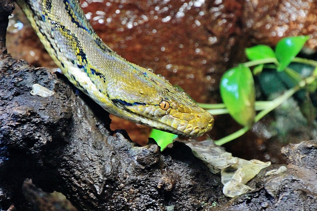 Foto: Acuario - Zaragoza (Aragón), España