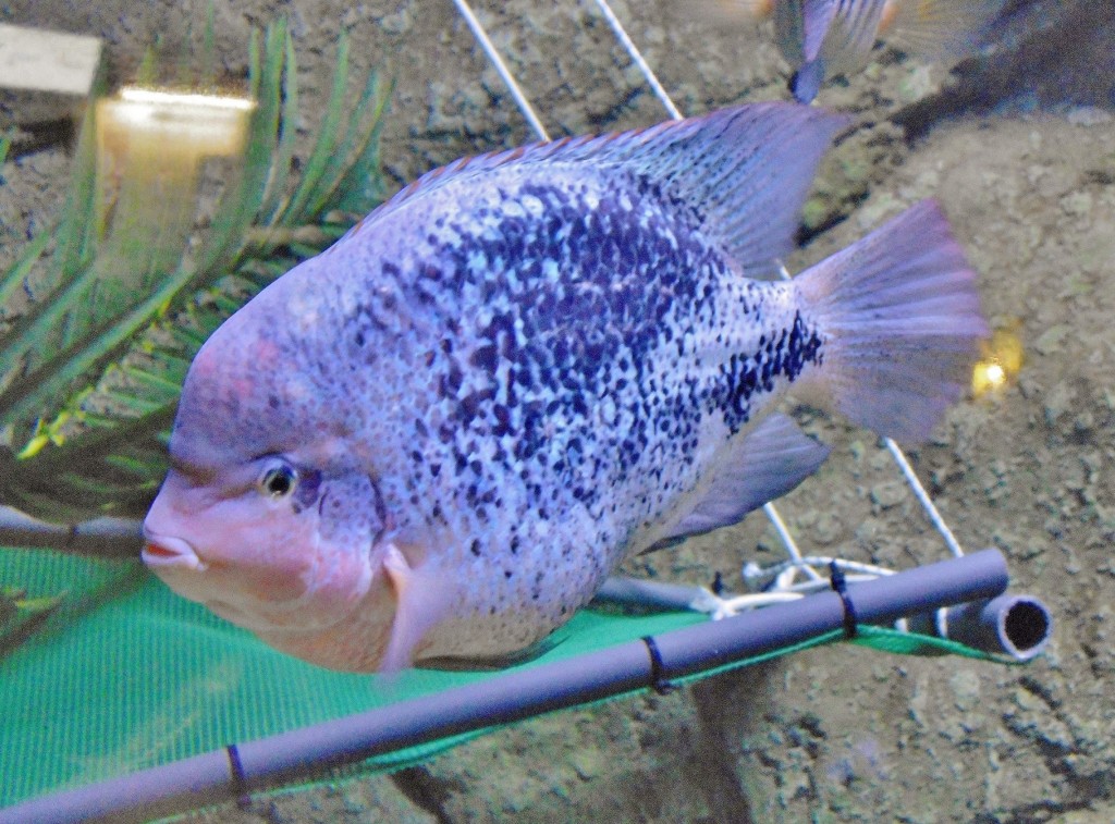 Foto: Acuario - Zaragoza (Aragón), España