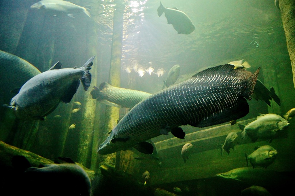 Foto: Acuario - Zaragoza (Aragón), España