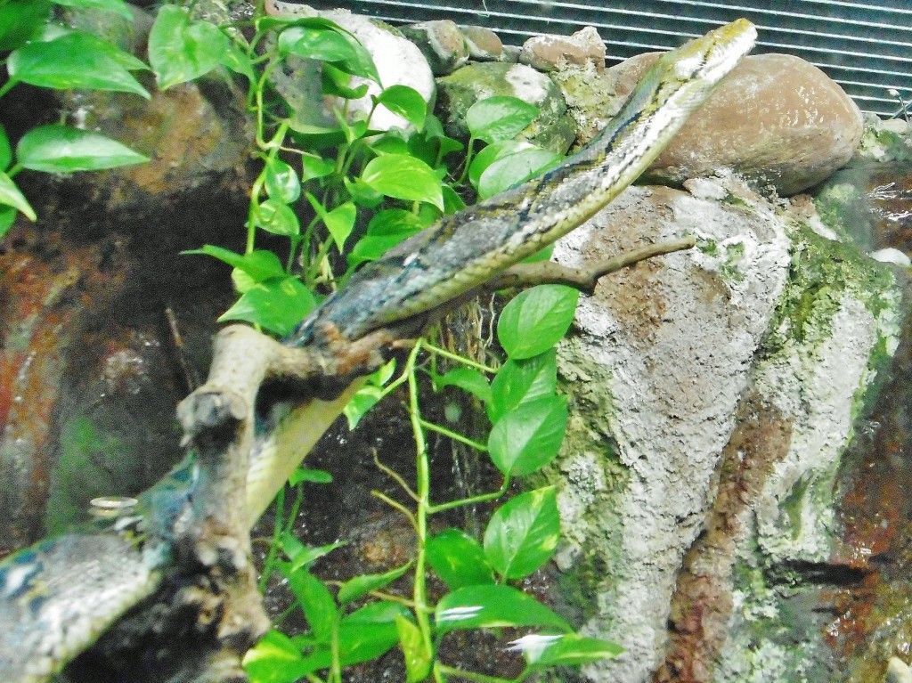 Foto: Acuario - Zaragoza (Aragón), España