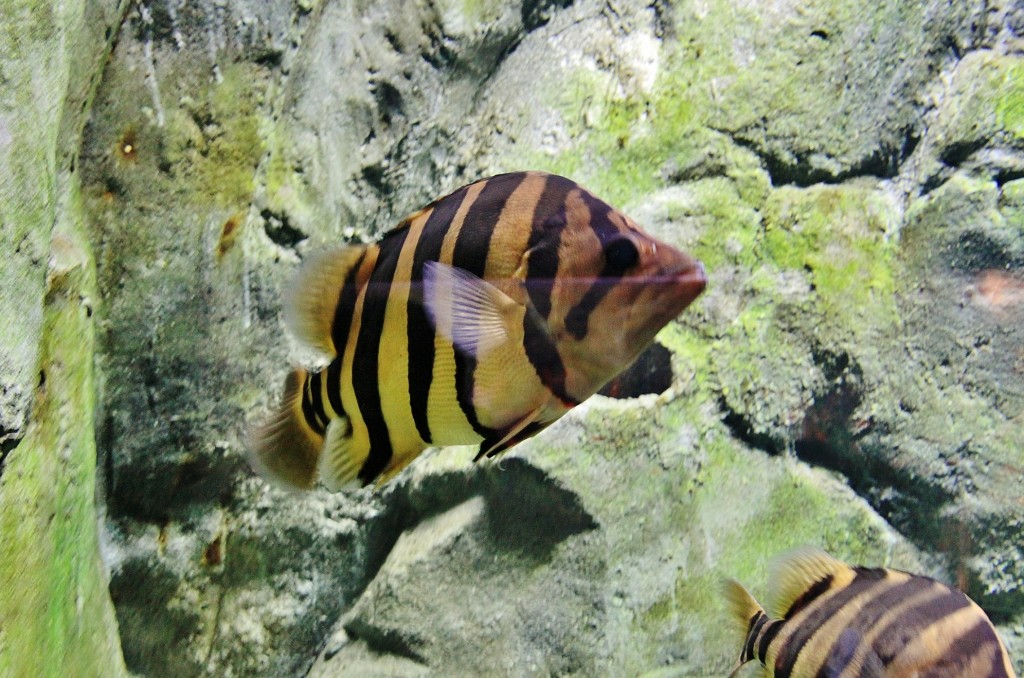 Foto: Acuario - Zaragoza (Aragón), España