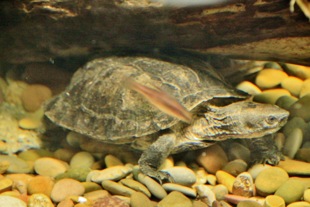 Foto: Acuario - Zaragoza (Aragón), España