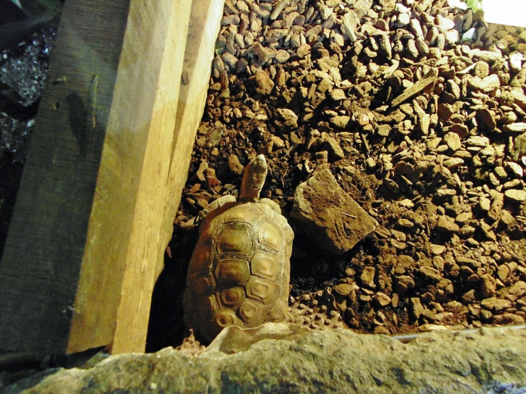 Foto: Acuario - Zaragoza (Aragón), España