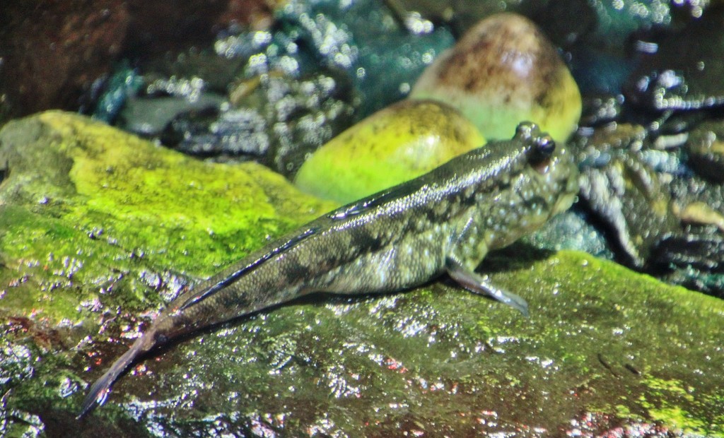 Foto: Acuario - Zaragoza (Aragón), España